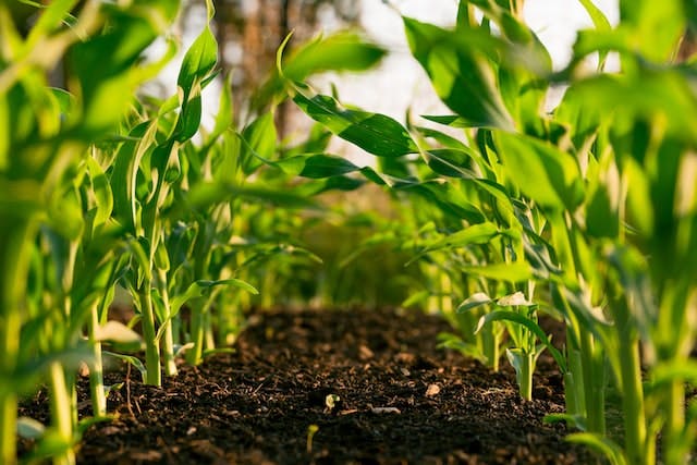 Healthy Soils Reduce Flooding, Global Warming and Run-off