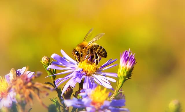 Bees, Butterflies and Earthworms