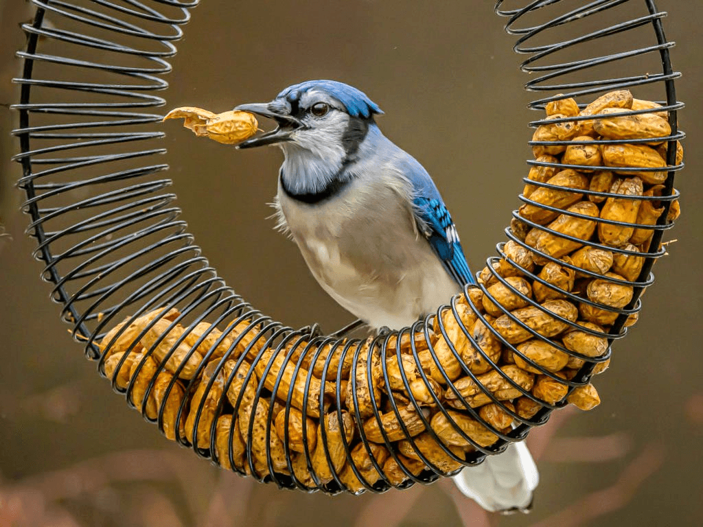 Listen to the Birds