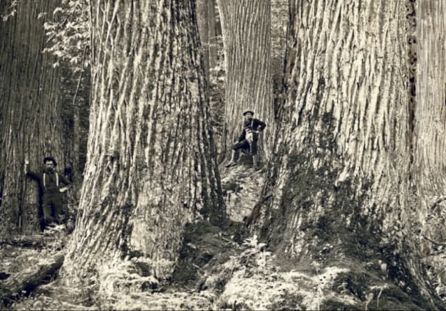 Saving the American Chestnut Tree