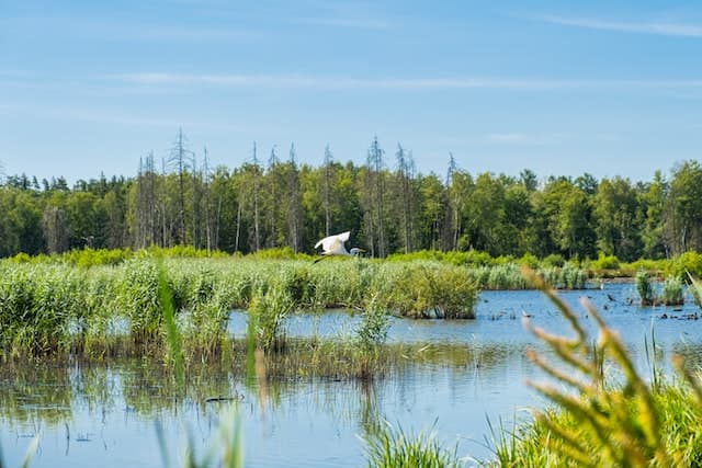 The Importance of Biodiversity