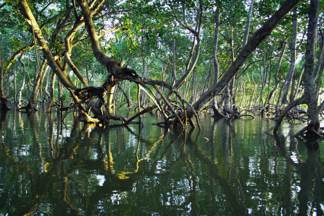 The Most Efficient Ecosystems for Carbon Storage