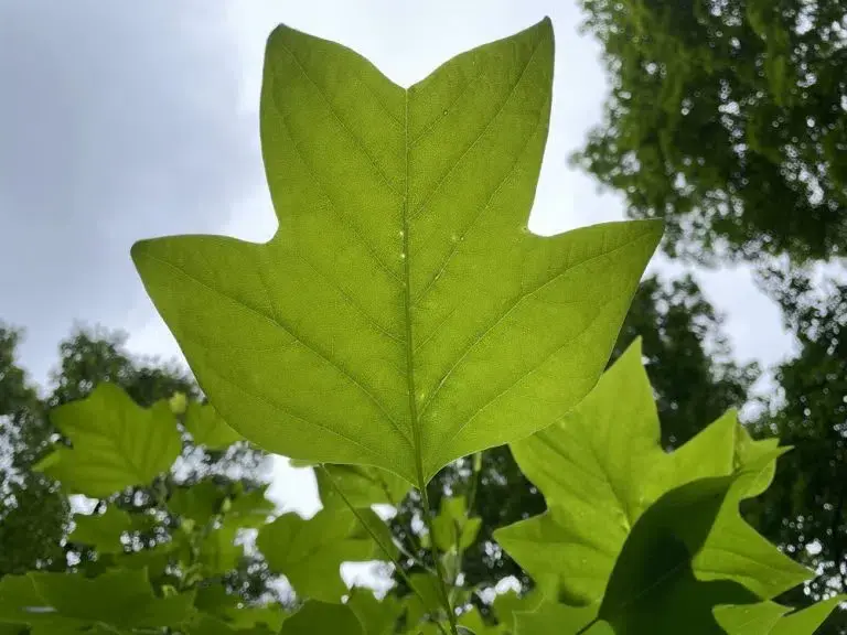 The Leaf, A Miracle To Behold!